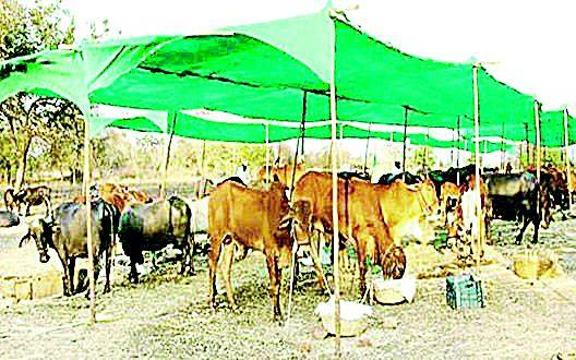 Why are there no fodder in Nagpur district? | नागपूर जिल्ह्यात चारा छावण्या का नाहीत?