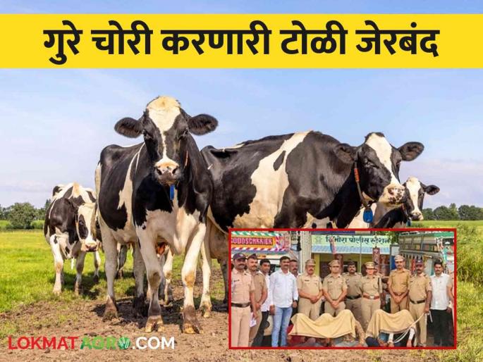 Interstate cattle stealing gang jailed; A total of 16 lakhs worth of goods including 11 buffaloes were seized | आंतरराज्यीय गुरे चोरी करणारी टोळी जेरबंद; ११ म्हशींसह एकूण १६ लाखांचा मुद्देमाल हस्तगत Interstate cattle stealing gang jailed; A total of 16 lakhs worth of goods including 11 buffaloes were seized | आंतरराज्यीय गुरे चोरी करणारी टोळी जेरबंद; ११ म्हशींसह एकूण १६ लाखांचा मुद्देमाल हस्तगत