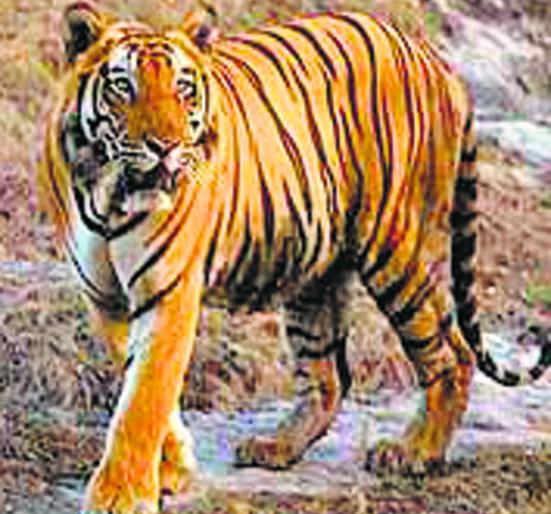 Tigers panic in Usiripar area | उसरीपार परिसरात वाघाची दहशत