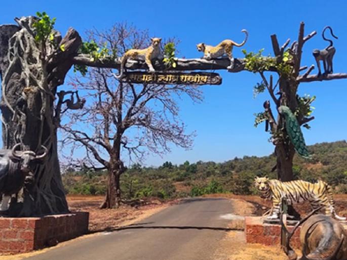 Doubt whether animal census will be done in Sahyadri Tiger Reserve this year or not, The forest department is still confused | Sangli: चांदोली येथील प्राणी गणनेबाबत उदासीनता; सागरेश्वर, राधानगरी अभयारण्यात मात्र होणार गणना