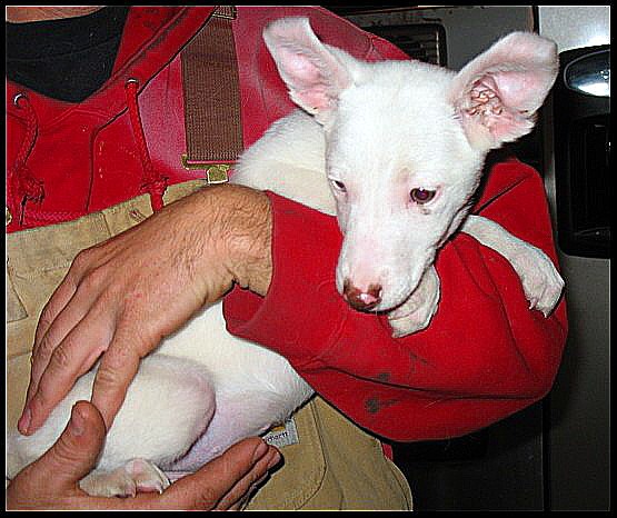 Effective awareness of animal tribulation prevention law! | प्राणी क्लेष प्रतिबंध कायद्याची होणार प्रभावी जनजागृती! Effective awareness of animal tribulation prevention law! | प्राणी क्लेष प्रतिबंध कायद्याची होणार प्रभावी जनजागृती!