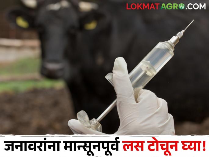 Latest news Pre-monsoon vaccination campaign for animals by Animal Husbandry Department | Animal Vaccination : तुमची जनावरे आजारी आहेत का? मग जनावरांना मान्सूनपूर्व लस टोचून घ्या!  Latest news Pre-monsoon vaccination campaign for animals by Animal Husbandry Department | Animal Vaccination : तुमची जनावरे आजारी आहेत का? मग जनावरांना मान्सूनपूर्व लस टोचून घ्या!