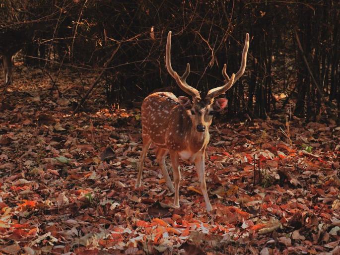 counting of forest animals begins with leopards in Ghargoan region; Directives of National Tiger Authority | घारगाव परिमंडलात बिबट्यांसह वन्यप्राण्यांची प्रगणना सुरू; राष्ट्रीय व्याघ्र प्राधिकरणाचे निर्देश counting of forest animals begins with leopards in Ghargoan region; Directives of National Tiger Authority | घारगाव परिमंडलात बिबट्यांसह वन्यप्राण्यांची प्रगणना सुरू; राष्ट्रीय व्याघ्र प्राधिकरणाचे निर्देश