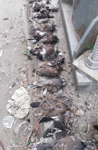 Events in Solapur; 30 birds killed in the towers | सोलापूरातील घटना ; टॉवरमध्ये अडकून ३० पक्षी मृत्युमुखी Events in Solapur; 30 birds killed in the towers | सोलापूरातील घटना ; टॉवरमध्ये अडकून ३० पक्षी मृत्युमुखी