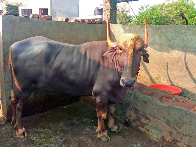 It's our house's 'Lakshmi', watch now! | ती आमच्या घरची ‘लक्ष्मी’ हाय, आता विकणार न्हाय बघा! It's our house's 'Lakshmi', watch now! | ती आमच्या घरची ‘लक्ष्मी’ हाय, आता विकणार न्हाय बघा!