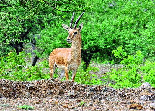 Thirsty wildlife due to lack of water | पाण्याअभावी तहानले वन्यजीव