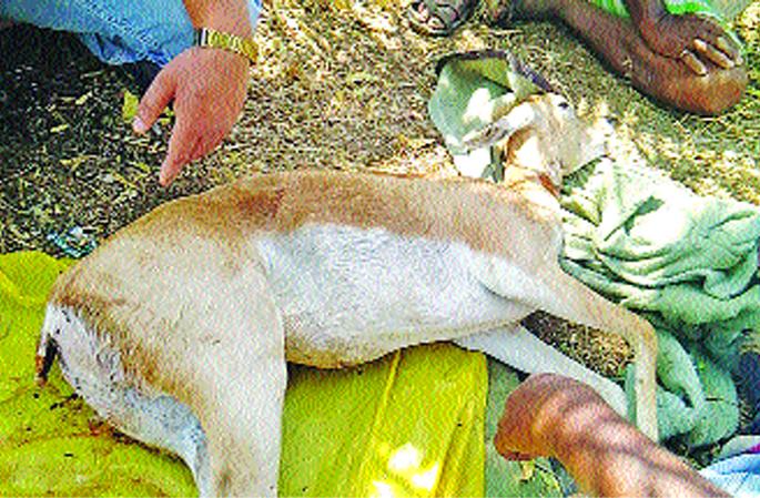 Knees attack on thirsty green; The incident at Banklagi | तहानलेल्या हरणावर कुत्र्याचा हल्ला; बंकलगी येथील घटना Knees attack on thirsty green; The incident at Banklagi | तहानलेल्या हरणावर कुत्र्याचा हल्ला; बंकलगी येथील घटना