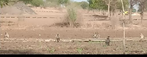 Wildlife wanders for water in Satpuda | सातपुड्यात पाण्यासाठी वन्यप्राण्यांची भटकंती Wildlife wanders for water in Satpuda | सातपुड्यात पाण्यासाठी वन्यप्राण्यांची भटकंती