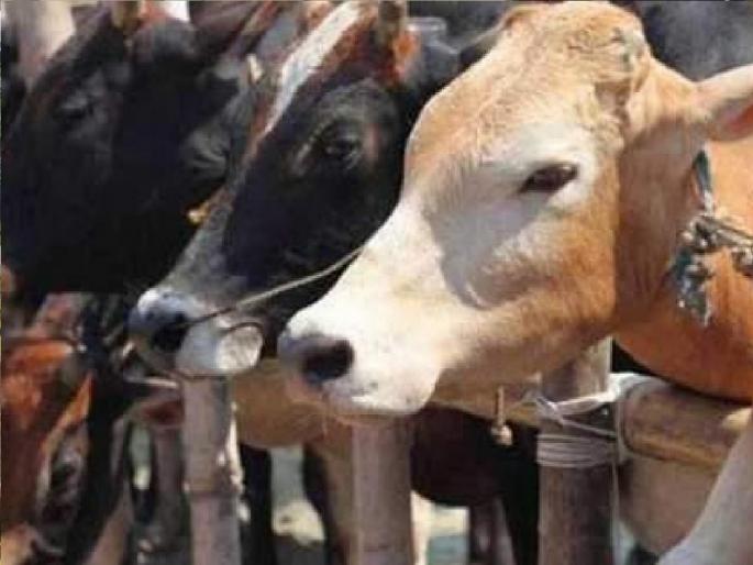Transport of animals is allowed due to the season of sugar mills | साखर कारखान्यांच्या गळीत हंगामामुळे जनावरांच्या वाहतुकीला परवानगी Transport of animals is allowed due to the season of sugar mills | साखर कारखान्यांच्या गळीत हंगामामुळे जनावरांच्या वाहतुकीला परवानगी