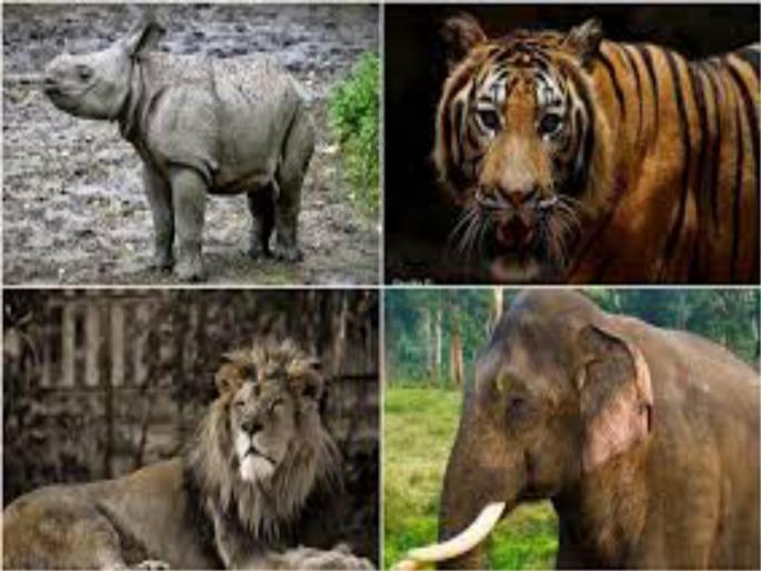 For the treatment of wild animals, "Trazint Treatment Center" | वन्यप्राण्यांच्या उपचाराकरिता बावधन येथे " ट्राझिट ट्रीटमेंट सेंटर" For the treatment of wild animals, "Trazint Treatment Center" | वन्यप्राण्यांच्या उपचाराकरिता बावधन येथे " ट्राझिट ट्रीटमेंट सेंटर"