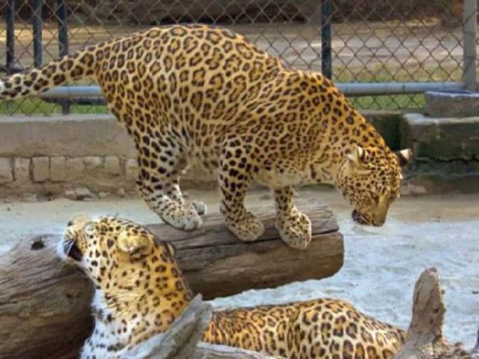 Corona virus : Research will be also need on Animals about corona infection | Corona virus : प्राण्यांवर देखील कोरोना संसर्गाबाबत विशेष संशोधन करण्याची गरज  Corona virus : Research will be also need on Animals about corona infection | Corona virus : प्राण्यांवर देखील कोरोना संसर्गाबाबत विशेष संशोधन करण्याची गरज