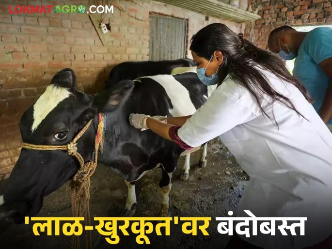 latest news Animals Vaccination : Control over saliva and saliva; Vaccination campaign for animals begins in 'this' district Read in detail | Animals Vaccination : लाळ-खुरकूतवर बंदोबस्त; 'या' जिल्ह्यात जनावरांना लसीकरण मोहिमेची सुरुवात वाचा सविस्तर latest news Animals Vaccination : Control over saliva and saliva; Vaccination campaign for animals begins in 'this' district Read in detail | Animals Vaccination : लाळ-खुरकूतवर बंदोबस्त; 'या' जिल्ह्यात जनावरांना लसीकरण मोहिमेची सुरुवात वाचा सविस्तर