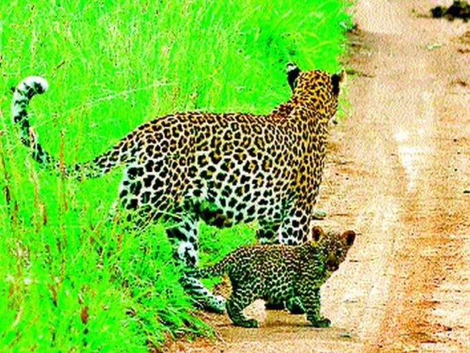 wild animals spot in residential areas washim | हिंस्त्र वन्यप्राण्यांचा लोकवस्तीलगत संचार वाढतोय! 