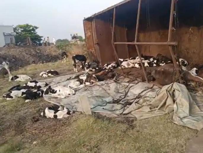 Tempo carrying animals for slaughter meets with accident; 21 animals die on the spot in solapur | कत्तलीसाठी जनावरे घेऊन निघालेल्या टेम्पोचा अपघात; २१ जनावरे जागीच दगावली Tempo carrying animals for slaughter meets with accident; 21 animals die on the spot in solapur | कत्तलीसाठी जनावरे घेऊन निघालेल्या टेम्पोचा अपघात; २१ जनावरे जागीच दगावली