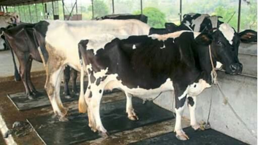 vaccination campaign in Washim district! | वाशिम जिल्ह्यात जनावरांच्या लसीकरण मोहिमेस गती! vaccination campaign in Washim district! | वाशिम जिल्ह्यात जनावरांच्या लसीकरण मोहिमेस गती!