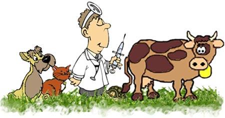 treating animals without proper digree | पदवी नसतानाही अनेकजण करताहेत पशूंवर उपचार ! treating animals without proper digree | पदवी नसतानाही अनेकजण करताहेत पशूंवर उपचार !