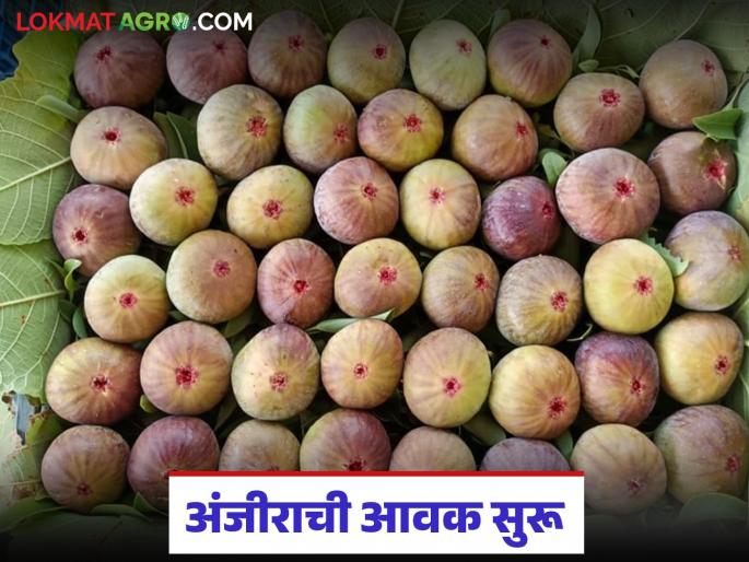 Anjeer Bajar Bhav : One ton of figs arrive in Pune Market Committee every day; Read how the price is being obtained? | Anjeer Bajar Bhav : पुणे बाजार समितीत दररोज एक टन अंजीराची आवक; वाचा कसा मिळतोय दर? Anjeer Bajar Bhav : One ton of figs arrive in Pune Market Committee every day; Read how the price is being obtained? | Anjeer Bajar Bhav : पुणे बाजार समितीत दररोज एक टन अंजीराची आवक; वाचा कसा मिळतोय दर?