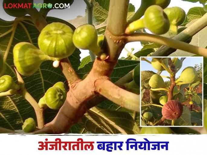 How to do bahar management for more yield in fig crop | अंजीर पिकातील अधिक उत्पादनासाठी कसे कराल बहार व्यवस्थापन How to do bahar management for more yield in fig crop | अंजीर पिकातील अधिक उत्पादनासाठी कसे कराल बहार व्यवस्थापन