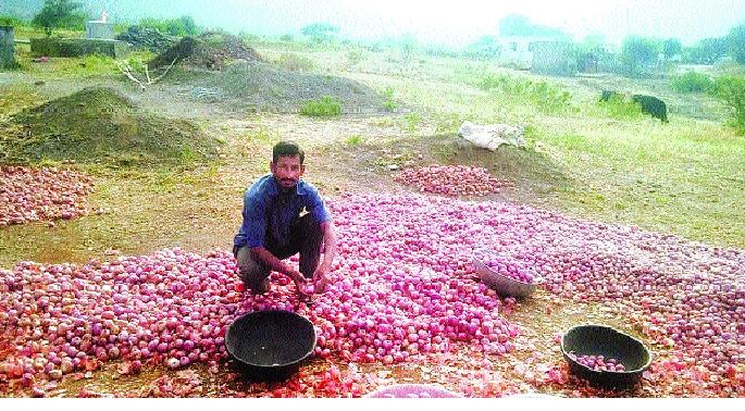 Onion weeps, I grow! - - Jagar - Sunday Special | कांदा रडवितो, तरी मी पिकवितो! - - जागर - रविवार विशेष