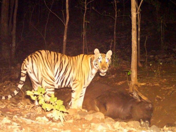 Attacker tigress at Melghat arrives at Gorewada zoo | मेळघाट व्याघ्रप्रकल्पातील हल्लेखोर वाघीण गोरेवाडा प्राणीसंग्रहलयात दाखल