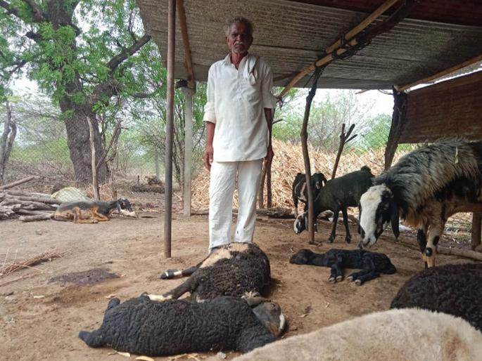 a leopard entered the tent 6 sheep killed and 5 serious incidents in dhorpagaon area in buldhana | पालात बिबट्या घुसला! ६ मेंढ्या फस्त, ५ गंभीर; ढोरपगाव शिवारातील घटना a leopard entered the tent 6 sheep killed and 5 serious incidents in dhorpagaon area in buldhana | पालात बिबट्या घुसला! ६ मेंढ्या फस्त, ५ गंभीर; ढोरपगाव शिवारातील घटना