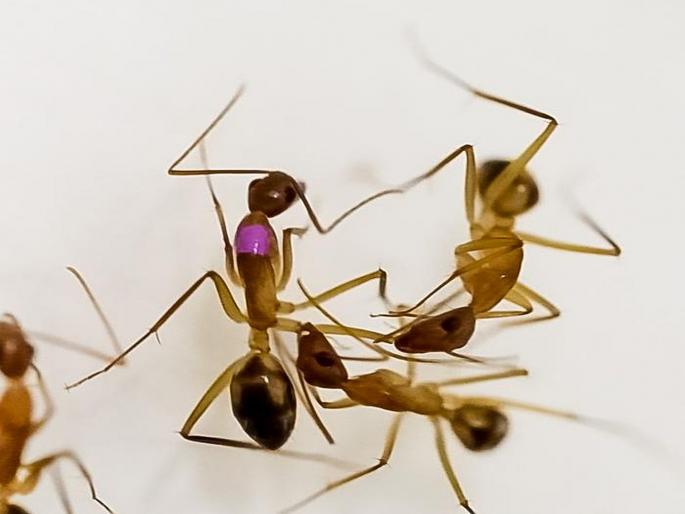 Ants also perform 'surgery'; Another point emerges from a research | चिंटुकल्या मुंग्या ‘शस्त्रक्रिया’ही करतात; एका संशोधनातून आणखी एक गुण समोर Ants also perform 'surgery'; Another point emerges from a research | चिंटुकल्या मुंग्या ‘शस्त्रक्रिया’ही करतात; एका संशोधनातून आणखी एक गुण समोर