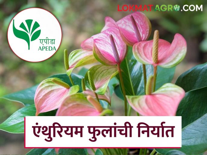 Latest News First consignment of Mizoram's anthurium flowers export for Singapore, read details | Anthurium Flowers : मिझोरामच्या अँथुरियम फुलांची पहिली खेप सिंगापूरला रवाना, अशी आहेत वैशिष्ट्ये Latest News First consignment of Mizoram's anthurium flowers export for Singapore, read details | Anthurium Flowers : मिझोरामच्या अँथुरियम फुलांची पहिली खेप सिंगापूरला रवाना, अशी आहेत वैशिष्ट्ये