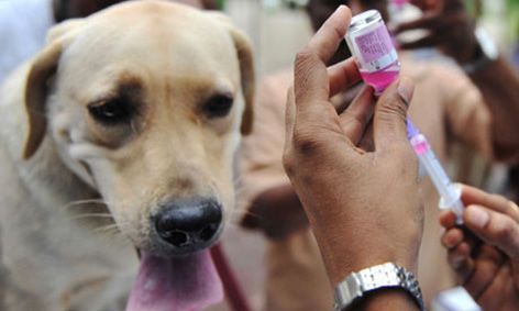 Company refusal to supply antirabies drug at government rates | श्वानदंशावरील लसीलाही जीएसटीचा ब्रेक; शासकीय दरात पुरवठा करण्यास कंपनीचा नकार Company refusal to supply antirabies drug at government rates | श्वानदंशावरील लसीलाही जीएसटीचा ब्रेक; शासकीय दरात पुरवठा करण्यास कंपनीचा नकार