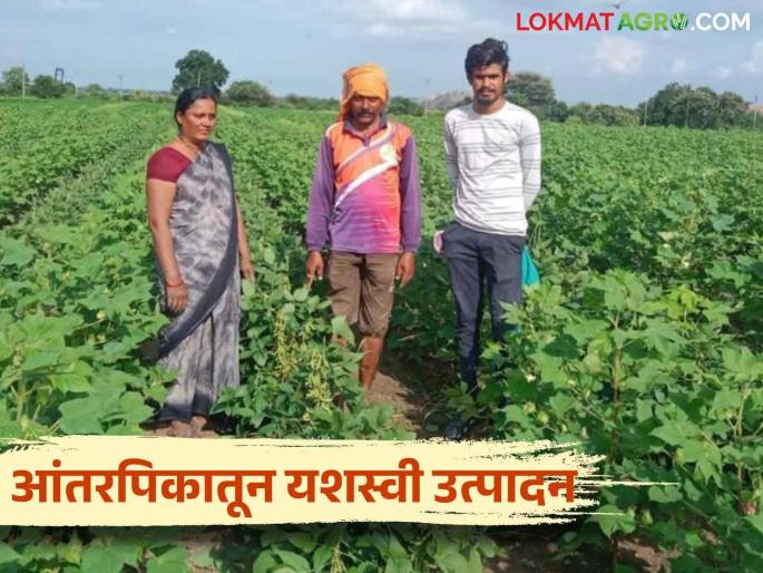Soybean, cotton intercropping experiment, experimental farming by a young farmer of Chandrapur  | Agriculture News : सोयाबीन, कापूस आंतरपिकाचा प्रयोग, चंद्रपूरच्या युवा शेतकऱ्याची प्रयोगशील शेती 