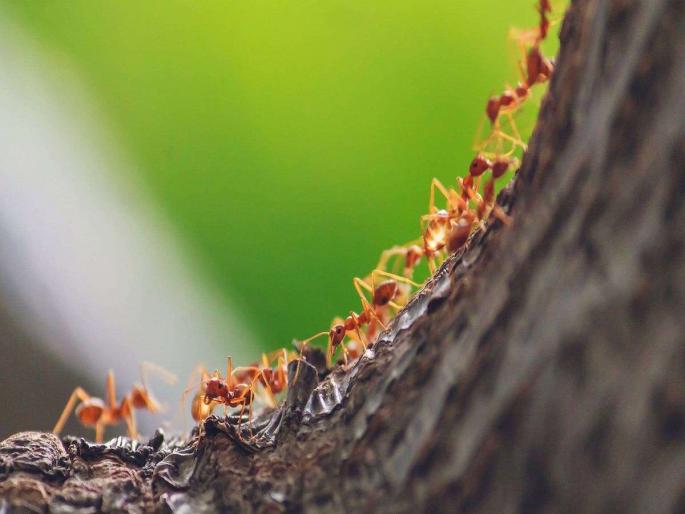 How Many Ants Live on Earth Scientists Came Up With an Answer know details | शून्य मोजून दमाल, पण मुंग्या नाही! शास्त्रज्ञांनी या टेक्निकने मोजल्या पृथ्वीवरील मुंग्या How Many Ants Live on Earth Scientists Came Up With an Answer know details | शून्य मोजून दमाल, पण मुंग्या नाही! शास्त्रज्ञांनी या टेक्निकने मोजल्या पृथ्वीवरील मुंग्या