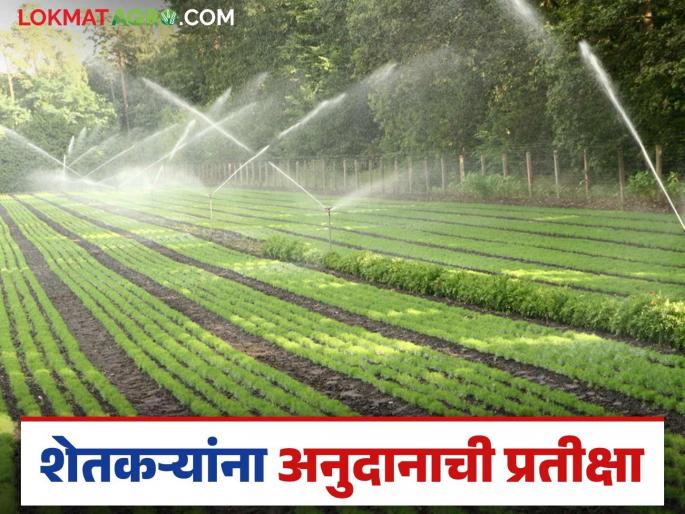 Agriculture News: latest news Grants worth Rs 166 crores were lost in two years; Find out the reason in detail | Agriculture News: दोन वर्षात १६६ कोटींचे अनुदान थकले; काय आहे कारण जाणून घ्या सविस्तर Agriculture News: latest news Grants worth Rs 166 crores were lost in two years; Find out the reason in detail | Agriculture News: दोन वर्षात १६६ कोटींचे अनुदान थकले; काय आहे कारण जाणून घ्या सविस्तर