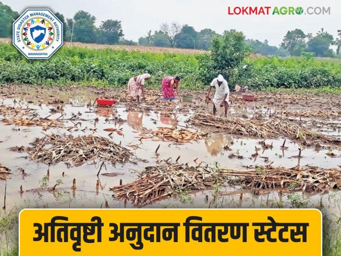 Latest News Ativrusthi anudan Check crop damage grant status on mobile in two minutes, read in detail | Ativrusthi Anudan : दोन मिनिटांत मोबाईलवर तपासा अतिवृष्टी अनुदान स्टेटस, वाचा सविस्तर  