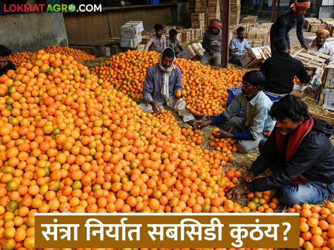 Latest news santra niryat anudan The farmers have not received the Rs. 169 crore subsidy for orange exports | तिसरे अधिवेशन आले, अद्यापही संत्रा निर्यात अनुदानाचे पैसे मिळाले नाहीत, इतक्या कोटींचा निधी पडून! Latest news santra niryat anudan The farmers have not received the Rs. 169 crore subsidy for orange exports | तिसरे अधिवेशन आले, अद्यापही संत्रा निर्यात अनुदानाचे पैसे मिळाले नाहीत, इतक्या कोटींचा निधी पडून!