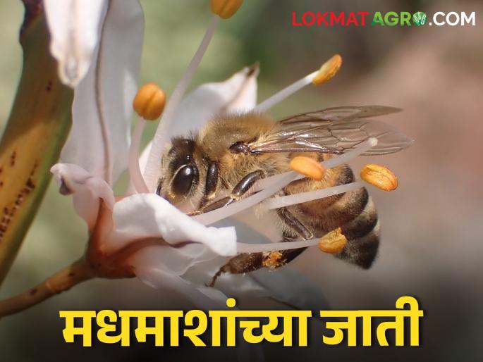 How much honey is obtained from which bee | Beekeeping कोणत्या मधमाशीपासून किती मध मिळतो How much honey is obtained from which bee | Beekeeping कोणत्या मधमाशीपासून किती मध मिळतो