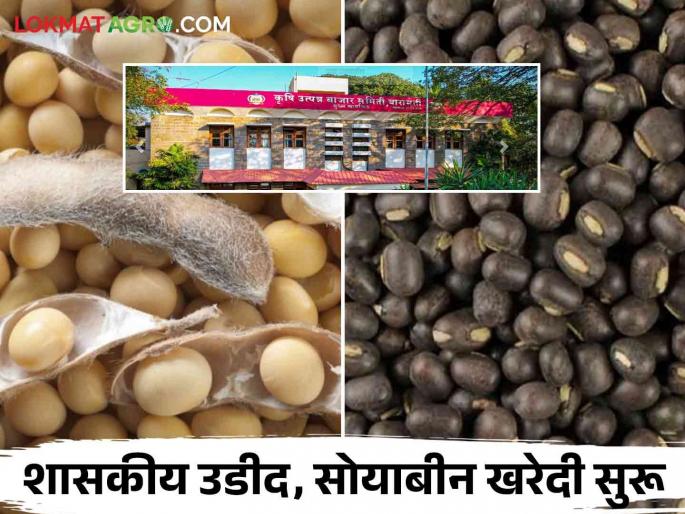 Baramati Market Committee Govt. Udid, Soybean Buying Center started | बारामती बाजार समितीत शासकीय उडीद, सोयाबीन खरेदी केंद्र सुरू Baramati Market Committee Govt. Udid, Soybean Buying Center started | बारामती बाजार समितीत शासकीय उडीद, सोयाबीन खरेदी केंद्र सुरू