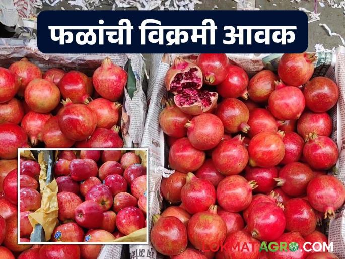 625 tons of fruit arrived at the market committee in Navi Mumbai for Ganeshotsav; 'This' fruit is the most popular | गणेशोत्सवाला नवी मुंबईत बाजार समितीत ६२५ टन फळ आवक; 'ह्या' फळाला सर्वाधिक पसंती