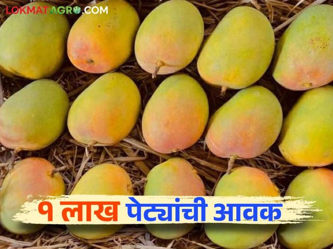 1 lakh 13 thousand boxes of mangoes arrive at Mumbai Market Committee; How are prices being obtained? | मुंबई बाजार समितीत १ लाख १३ हजार पेट्या आंब्याची आवक; कसा मिळतोय दर? 1 lakh 13 thousand boxes of mangoes arrive at Mumbai Market Committee; How are prices being obtained? | मुंबई बाजार समितीत १ लाख १३ हजार पेट्या आंब्याची आवक; कसा मिळतोय दर?