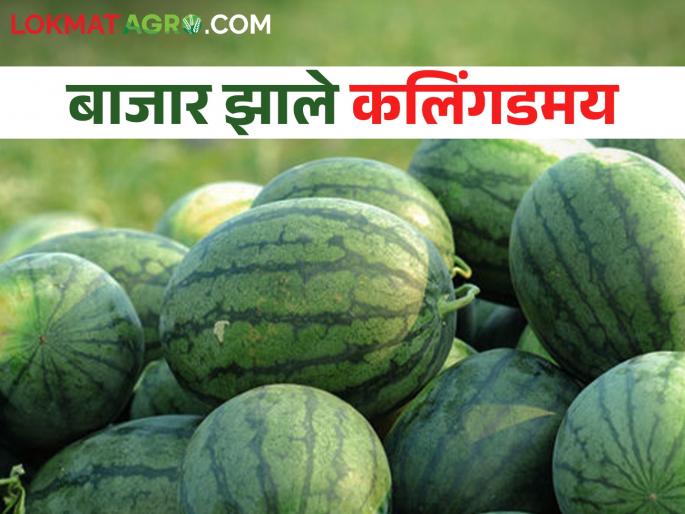 Increased the temperature, buy cool watermelon.. How is the market price getting? | उकाडा वाढला गारेगार कलिंगड घ्या.. कसा मिळतोय बाजारभाव Increased the temperature, buy cool watermelon.. How is the market price getting? | उकाडा वाढला गारेगार कलिंगड घ्या.. कसा मिळतोय बाजारभाव
