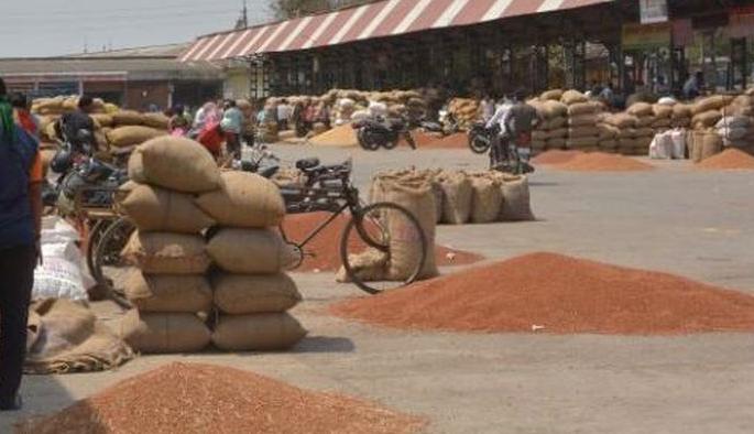 Akola APMC : The fuss of the ‘e-nam’ scheme; Auction by bidding method only! | ‘ई-नाम’ योजनेचा फज्जा; बोली पद्धतीतूनच लिलाव! Akola APMC : The fuss of the ‘e-nam’ scheme; Auction by bidding method only! | ‘ई-नाम’ योजनेचा फज्जा; बोली पद्धतीतूनच लिलाव!