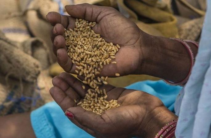 Kamgaon APMC : Farmers suffers due to noncooperative stand | खामगाव बाजार समितीचा कारभार शेतकऱ्यांच्या मुळावर! Kamgaon APMC : Farmers suffers due to noncooperative stand | खामगाव बाजार समितीचा कारभार शेतकऱ्यांच्या मुळावर!