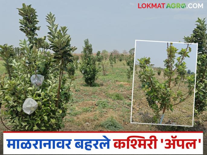 Kashmiri Apple Farming: latest news Palmate has created an apple orchard on the rocky Malrana plains of Marathwada. | Kashmiri Apple Farming : मराठवाड्यातील खडकाळ माळरानावर गजाननरावांनी फुलविली सफरचंदाची बाग वाचा सविस्तर Kashmiri Apple Farming: latest news Palmate has created an apple orchard on the rocky Malrana plains of Marathwada. | Kashmiri Apple Farming : मराठवाड्यातील खडकाळ माळरानावर गजाननरावांनी फुलविली सफरचंदाची बाग वाचा सविस्तर