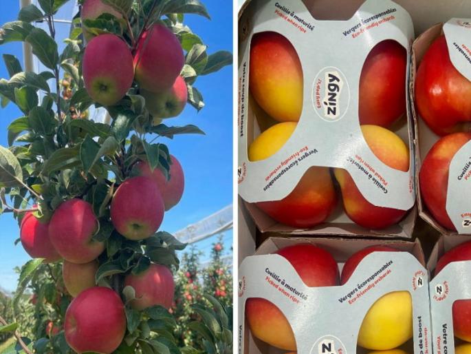 France's premium zingy apple launched in India for the first time | फ्रान्सचे प्रिमियम झिंगी सफरचंद भारतात पहिल्यांदाच दाखल France's premium zingy apple launched in India for the first time | फ्रान्सचे प्रिमियम झिंगी सफरचंद भारतात पहिल्यांदाच दाखल