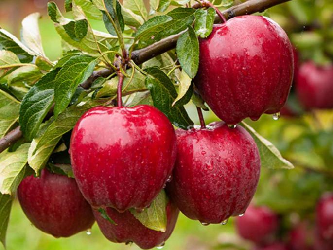 Apple Farming will be a game changer a new challenge for BJP; The Farmers Association supported the Congress | ‘सफरचंद’ ठरणार गेम चेंजर! भाजपसमोर नवे आव्हान; शेतकरी संघटनेने काँग्रेसला दिला पाठिंबा Apple Farming will be a game changer a new challenge for BJP; The Farmers Association supported the Congress | ‘सफरचंद’ ठरणार गेम चेंजर! भाजपसमोर नवे आव्हान; शेतकरी संघटनेने काँग्रेसला दिला पाठिंबा