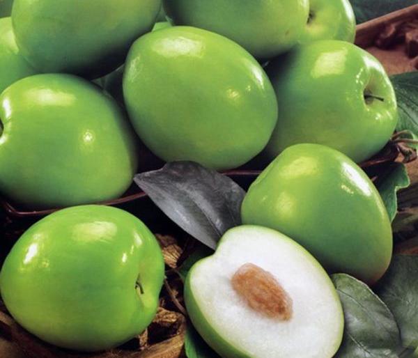 Sweeten the apple orchards of Sindhipar in Gondia district | गोंदिया जिल्ह्यातील सिंदीपारच्या ॲपल बोरांचा परराज्यात गोडवा Sweeten the apple orchards of Sindhipar in Gondia district | गोंदिया जिल्ह्यातील सिंदीपारच्या ॲपल बोरांचा परराज्यात गोडवा