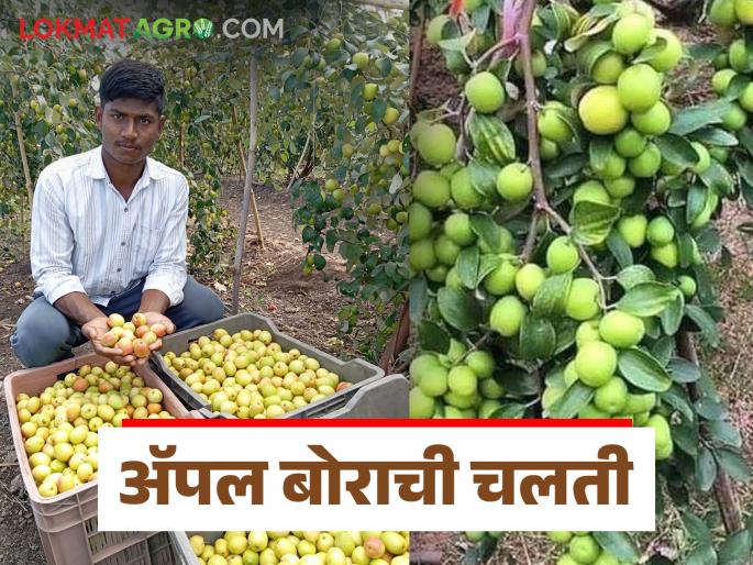 Bor Bajar Bhav : Rahuri's Apple Ber is in great demand in other state; How is the getting price per kilo? | Bor Bajar Bhav : राहुरीच्या अॅपल बोराला परराज्यात मोठी मागणी; कसा मिळतोय किलोला दर