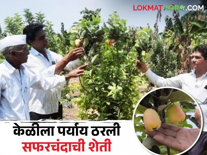 Latest News Successful apple cultivation in Jalgaon at 45 degrees Celsius read details | Success Story : मेहनत रंग लायी! काश्मीरचे सफरचंद जळगावात पिकवलं, रावेरच्या शेतकऱ्याचा प्रयोग 