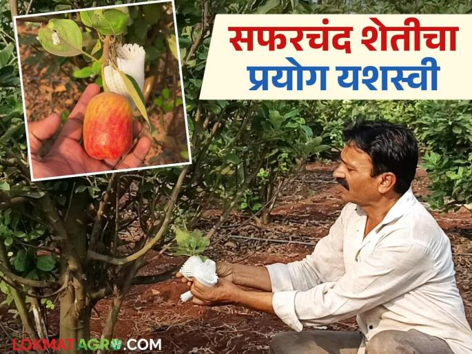 Jammu and Kashmir apples are growing in Kolhapur soil; farmer anil from Yalgud's experiment is successful | जम्मू काश्मीरचं सफरचंद पिकतंय कोल्हापूरच्या मातीत; यळगूडचे शेतकरी अनिल यांचा प्रयोग यशस्वी Jammu and Kashmir apples are growing in Kolhapur soil; farmer anil from Yalgud's experiment is successful | जम्मू काश्मीरचं सफरचंद पिकतंय कोल्हापूरच्या मातीत; यळगूडचे शेतकरी अनिल यांचा प्रयोग यशस्वी