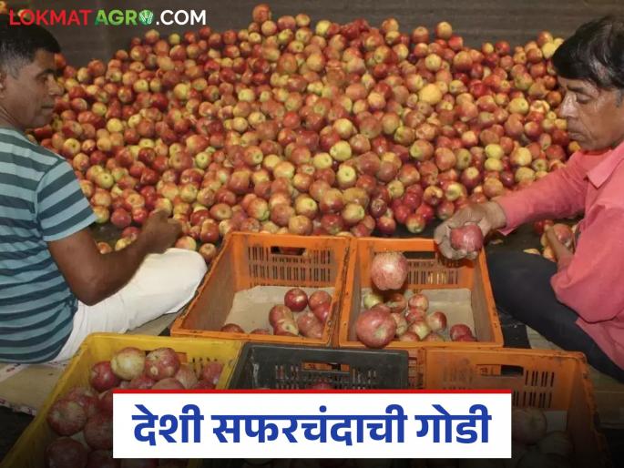 latest news Apple Market: Read in detail the increased sweetness of local apples in the market committee | Apple Market : बाजार समितीमध्ये देशी सफरचंदाची वाढली गोडी वाचा सविस्तर