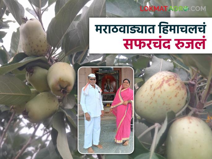 latest news Farmer Success Story: Learned from YouTube, grew it in the field; Read the apple success story of Angathe Bahadar Vitthalrao in detail | Farmer Success Story : युट्यूबवरून शिकलं, शेतात फुलवलं; अंगठेबहाद्दर विठ्ठलरावांची सफरचंद यशकथा वाचा सविस्तर latest news Farmer Success Story: Learned from YouTube, grew it in the field; Read the apple success story of Angathe Bahadar Vitthalrao in detail | Farmer Success Story : युट्यूबवरून शिकलं, शेतात फुलवलं; अंगठेबहाद्दर विठ्ठलरावांची सफरचंद यशकथा वाचा सविस्तर