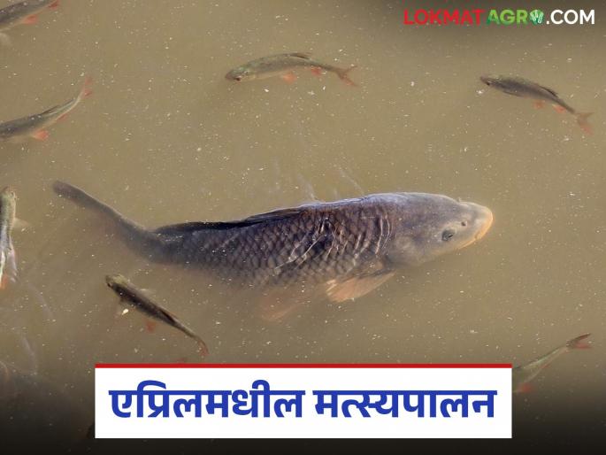 Latest News Matsyapalan Keep these things in mind while digging ponds for fish farming in April, read in detail | एप्रिलमध्ये मत्स्यपालनासाठी तलाव खोदताना 'या' गोष्टी लक्षात ठेवा, वाचा सविस्तर  Latest News Matsyapalan Keep these things in mind while digging ponds for fish farming in April, read in detail | एप्रिलमध्ये मत्स्यपालनासाठी तलाव खोदताना 'या' गोष्टी लक्षात ठेवा, वाचा सविस्तर